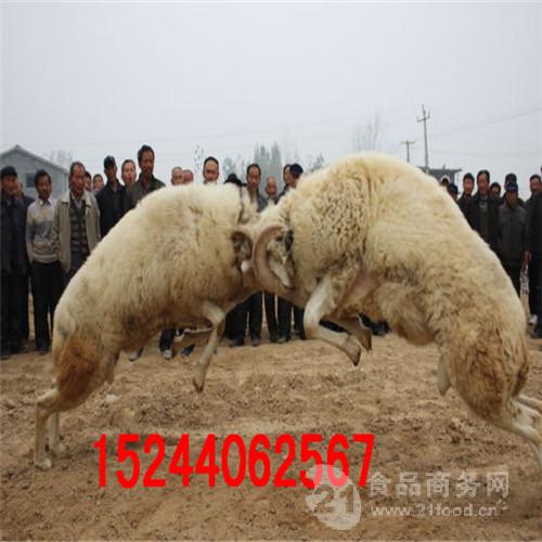 养殖小尾寒羊的成本和利润_小尾寒羊养殖视频_小尾寒羊 养殖技术 项目