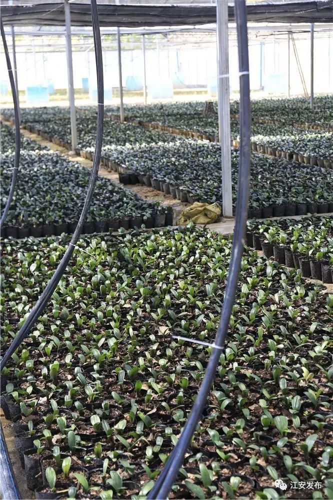 致富兰花种植方法_兰花致富经_兰花种植致富经