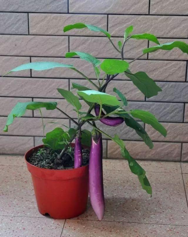 致富茄子巧种植技术视频_致富茄子巧种植视频_种植茄子巧致富