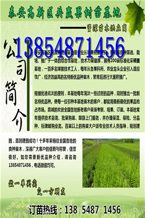湖北武汉杏树苗批发卖才多少钱一棵