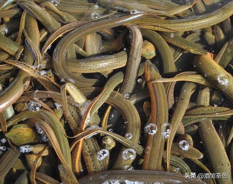 黄善网箱养殖技术_网箱养殖黄鳝网箱到底吗_网箱黄鳝养殖技术难点