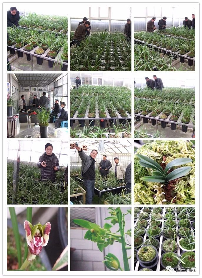 兰花种植致富经_致富兰花种植条件_致富兰花种植时间