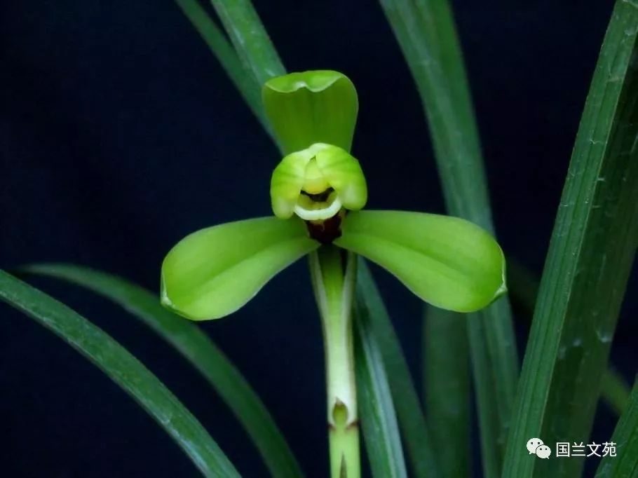 致富兰花种植时间_兰花种植致富经_致富兰花种植条件