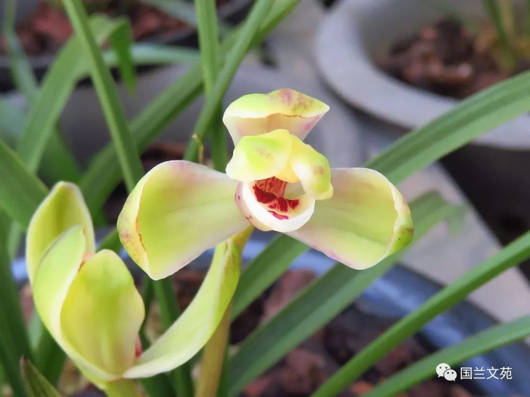 兰花种植致富经_致富兰花种植条件_致富兰花种植时间