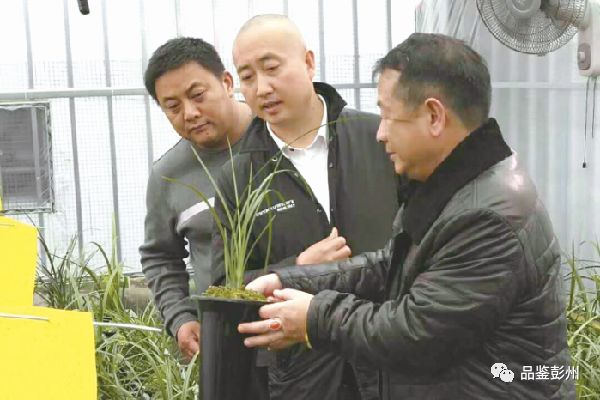 兰花致富经_兰花种植致富经_致富兰花种植条件