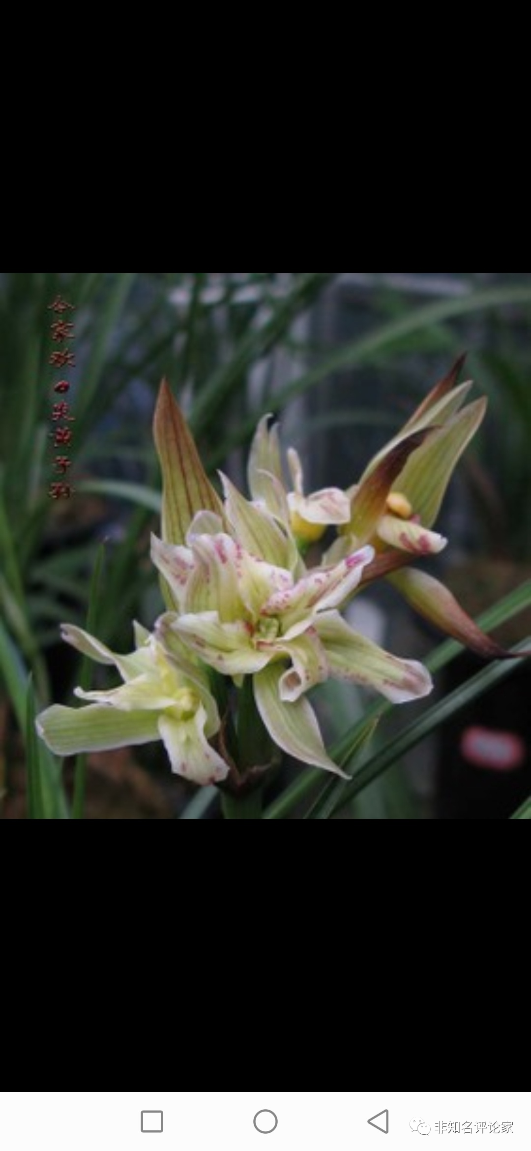 兰花种植致富经_致富经兰花种植视频_兰花致富经