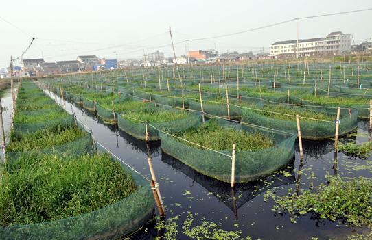 网箱养殖黄鳝的利润和成本视频_黄善网箱养殖技术_网箱黄鳝养殖技术难点