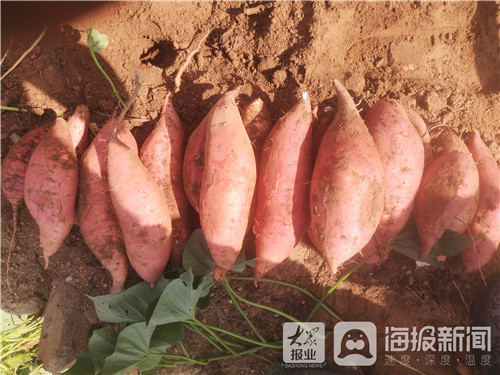 丰收农庄_丰收园艺_丰收家园种植致富