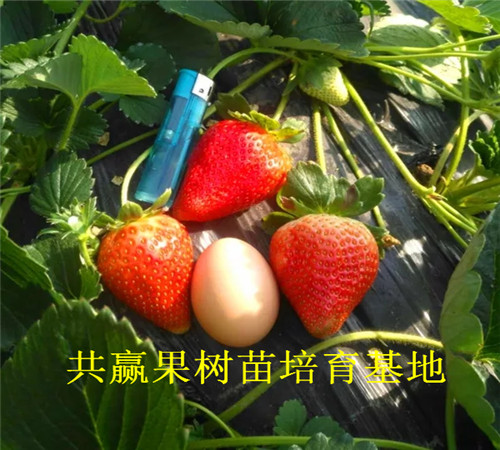 抗旱草莓苗种植介绍、抗旱草莓苗哪里出售