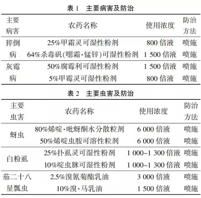 茄子高效栽培技术,一种两收,亩收益3.25万元！