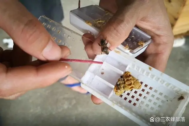 查看中华蜂养殖技术_中华蜂养殖技术培训方案_中华蜂养殖技术视频全集