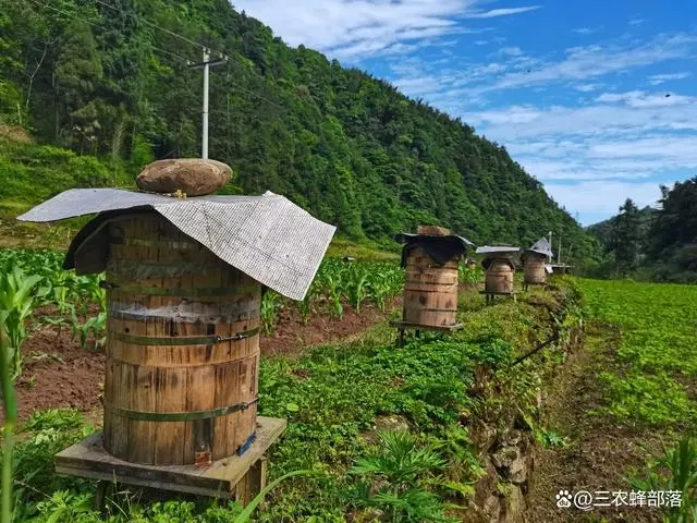 查看中华蜂养殖技术_中华蜂养殖技术视频全集_中华蜂养殖技术培训方案