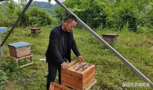查看中华蜂养殖技术_中华蜂养殖技术培训方案_中华蜂养殖技术视频全集