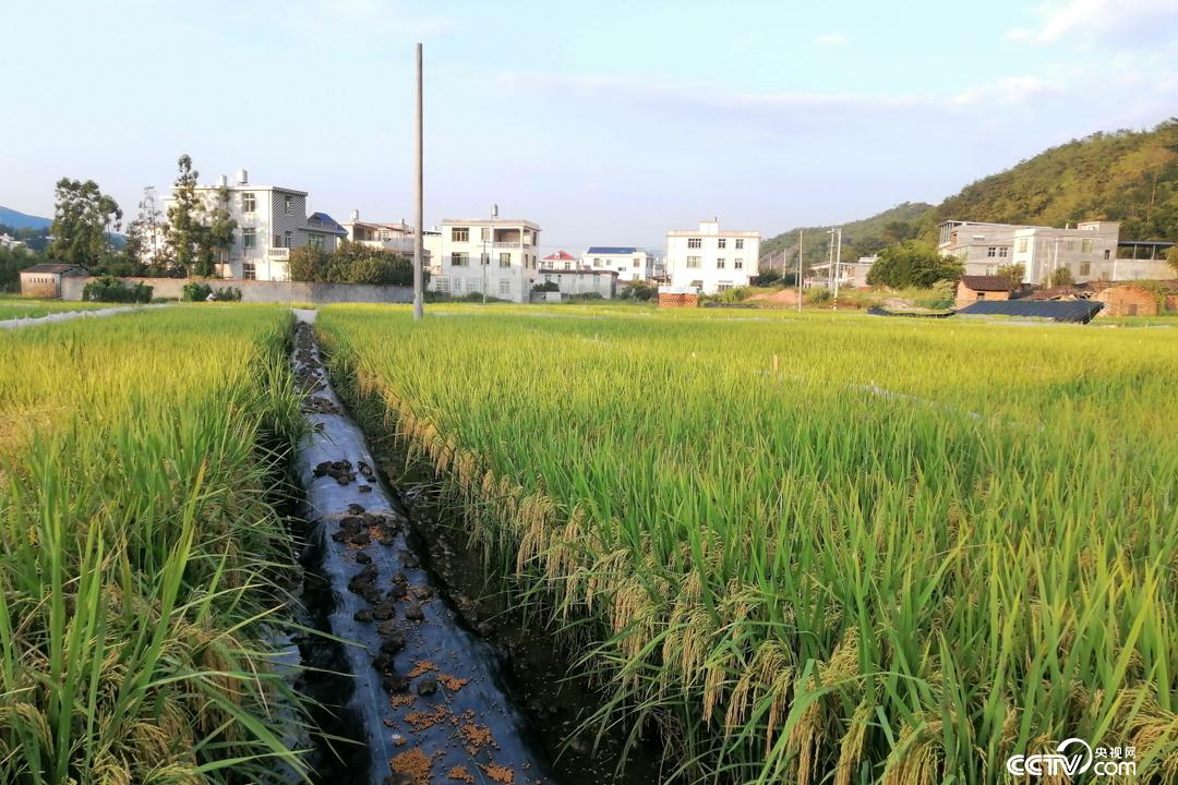 致富蛙稻田养殖方法_致富经稻田养娃_致富经稻田养蛙