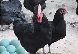 致富养殖视频_致富养殖机器有哪些_养殖致富的机器