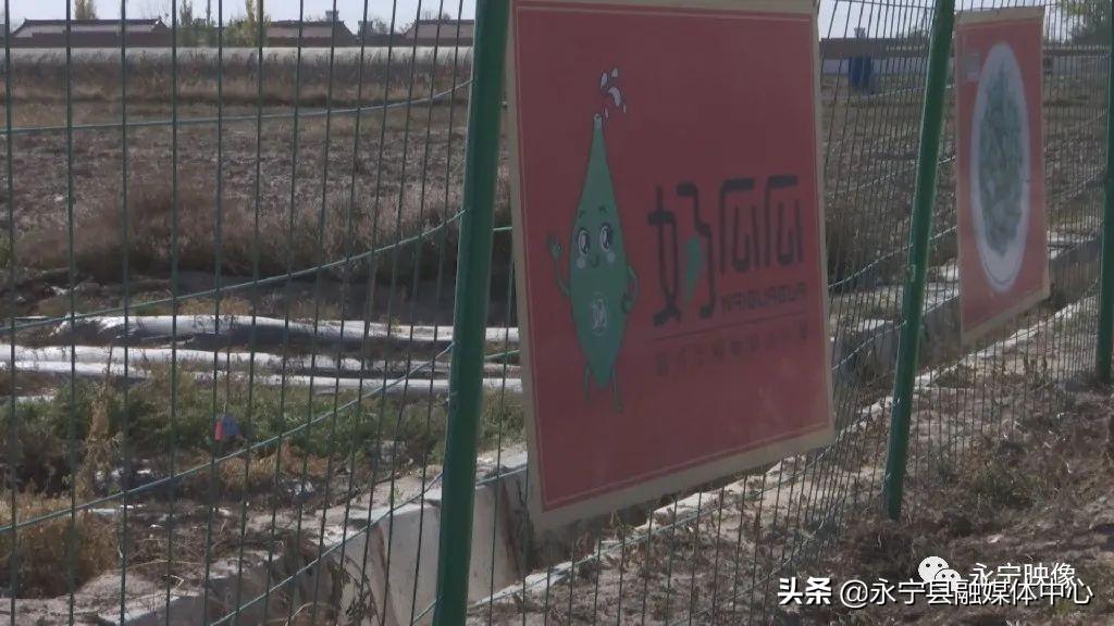 瓜果种植技术_瓜瓜种植致富果_瓜果种植图片