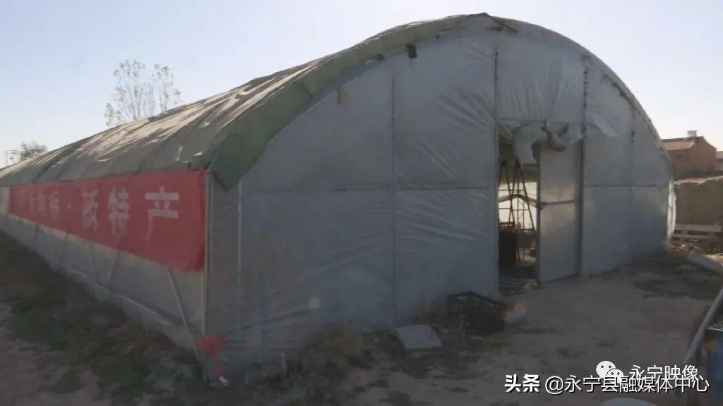 瓜瓜种植致富果_瓜果种植技术_瓜果种植图片