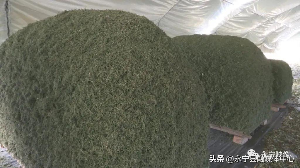 瓜果种植技术_瓜瓜种植致富果_瓜果种植图片