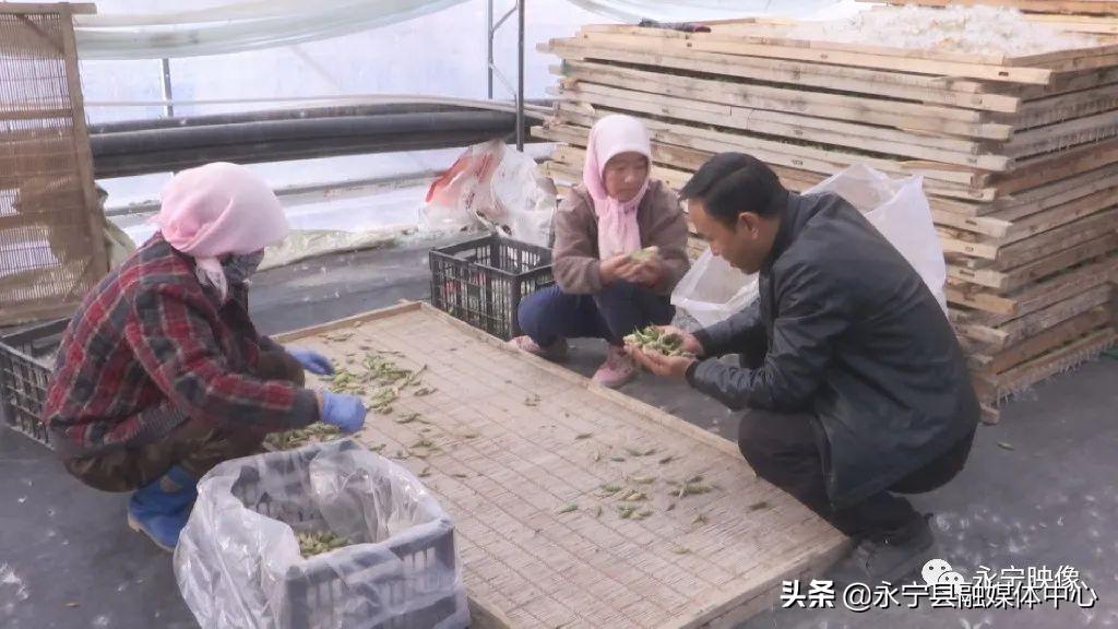 瓜果种植技术_瓜果种植图片_瓜瓜种植致富果