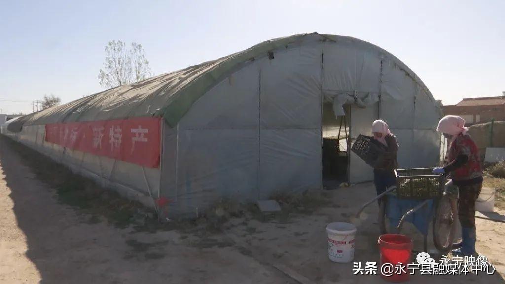 瓜果种植图片_瓜瓜种植致富果_瓜果种植技术