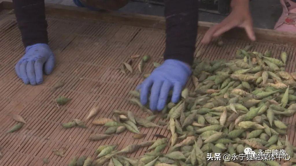 瓜果种植技术_瓜瓜种植致富果_瓜果种植图片
