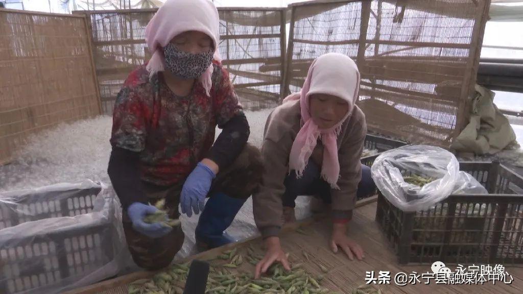 瓜果种植技术_瓜果种植图片_瓜瓜种植致富果