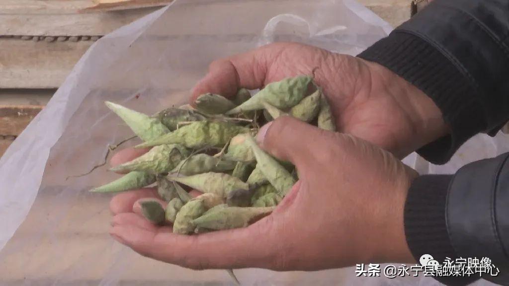 瓜瓜种植致富果_瓜果种植图片_瓜果种植技术