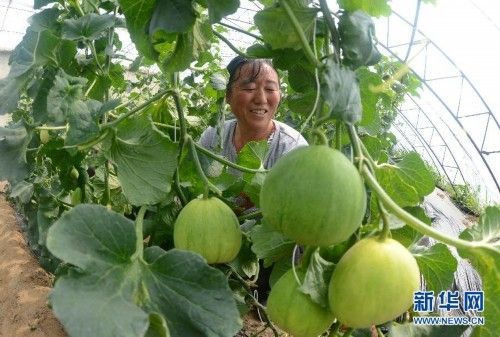 牛角椒种子怎么种植方法