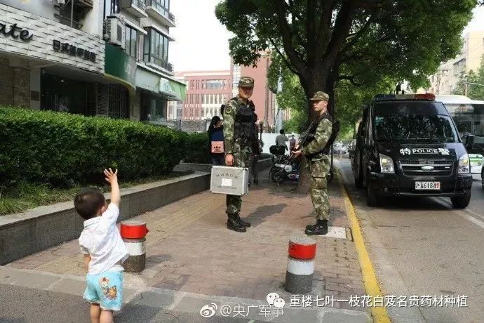 种植重楼致富经视频_致富经重楼种植视频_种植重楼技术