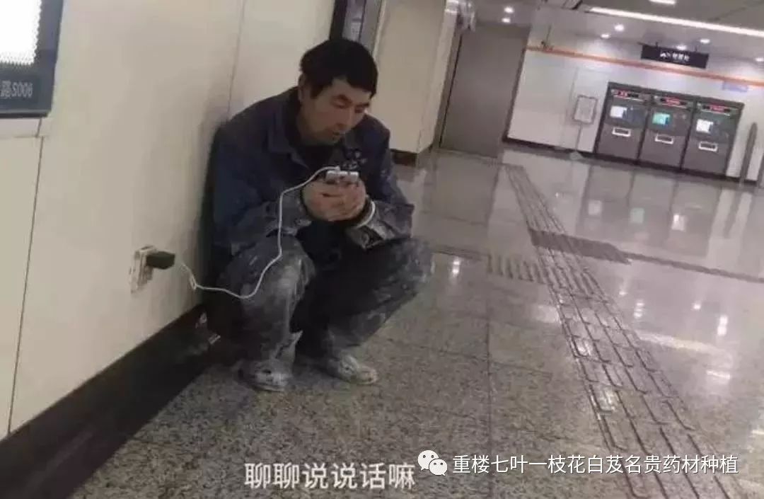 种植重楼技术_致富经重楼种植视频_种植重楼致富经视频