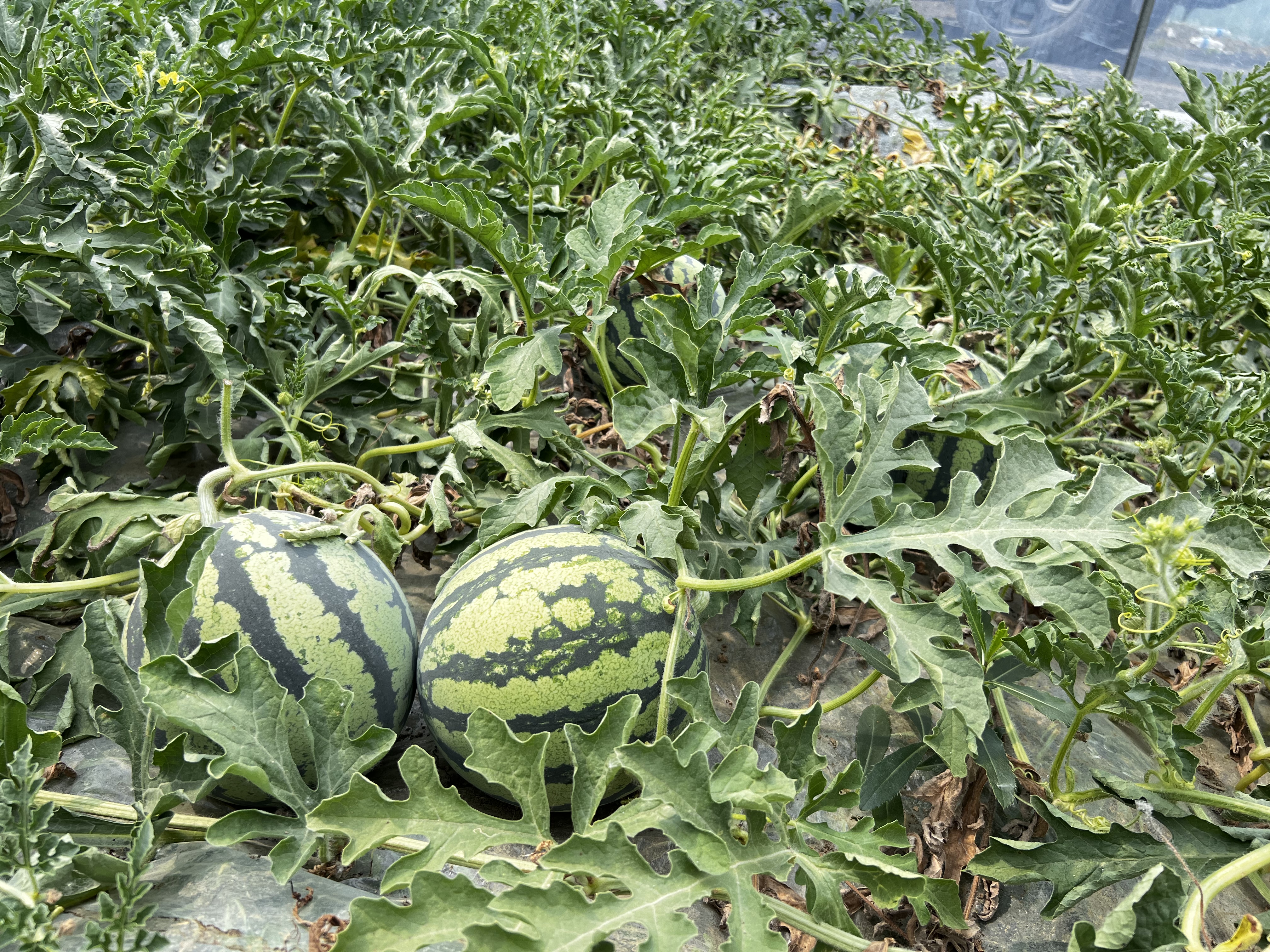 瓜果的种植时间和结果时间_瓜瓜种植致富果_瓜果种植技术