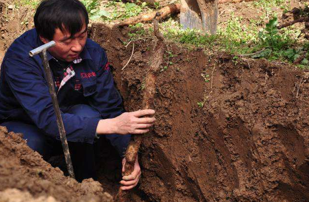 海南村民挖出“百年山药王”，老人称山药已成精，吃了会怎么样？