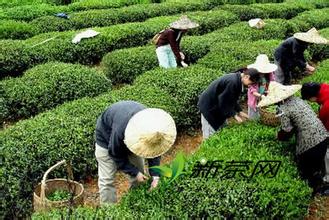 致富种植白茶怎么样_种植白茶致富吗_致富种植白茶好吗