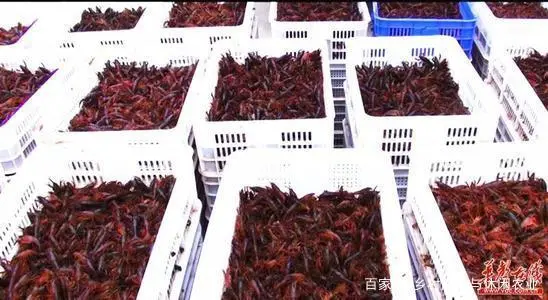 养殖泥鳅技术视频_养殖泥鳅好技术有哪些_养殖泥鳅技术哪里最好