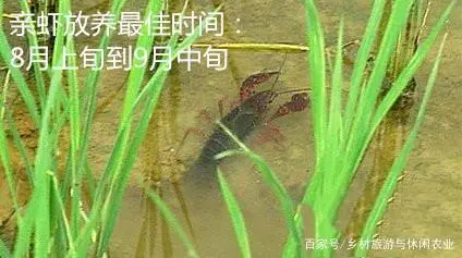 养殖泥鳅好技术有哪些_养殖泥鳅技术哪里最好_养殖泥鳅技术视频