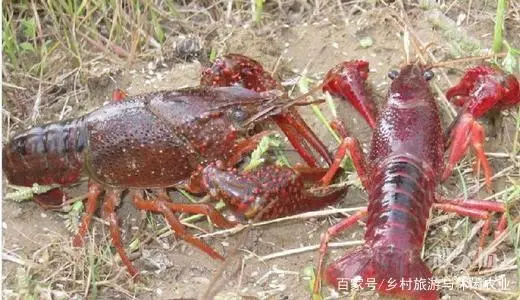 养殖泥鳅技术哪里最好_养殖泥鳅好技术有哪些_养殖泥鳅技术视频