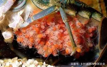 养殖泥鳅技术视频_养殖泥鳅好技术有哪些_养殖泥鳅技术哪里最好