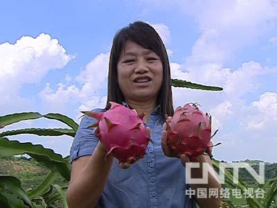 致富果树_致富经老人种植怪水果_致富经水果大王