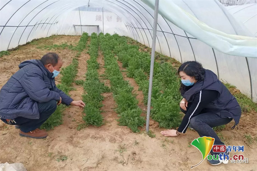 河南泌阳：第一书记做代言 群众生活更香甜
