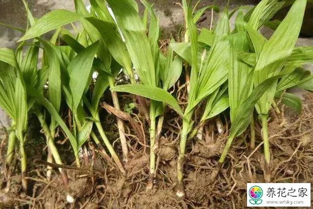 白芨种植技术白芨怎么种植才能高产