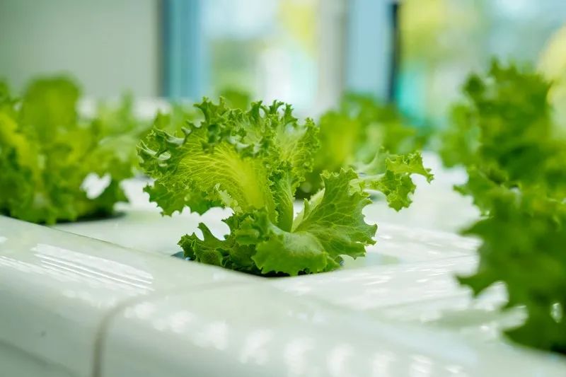 种植业土地_土地种植方案_土地种植新技术