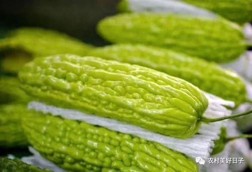苦瓜的栽培技术_苦瓜栽培种植技术视频_苦瓜栽培苦瓜种植技术