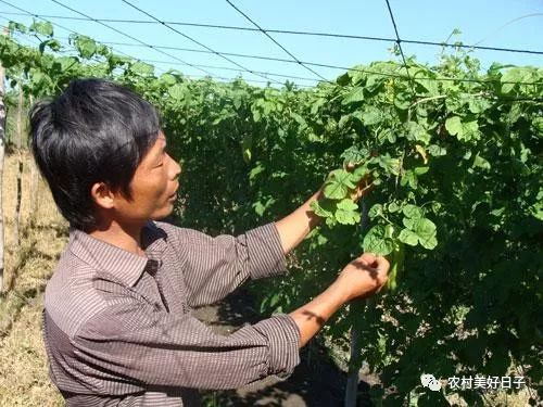 苦瓜栽培种植技术视频_苦瓜的栽培技术_苦瓜栽培苦瓜种植技术