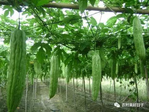 苦瓜栽培种植技术视频_苦瓜栽培苦瓜种植技术_苦瓜的栽培技术
