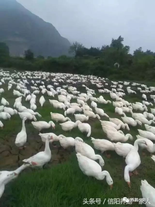 冬季鹅怎么养_冬季养殖肉鹅技术_冬季鹅的养殖技术