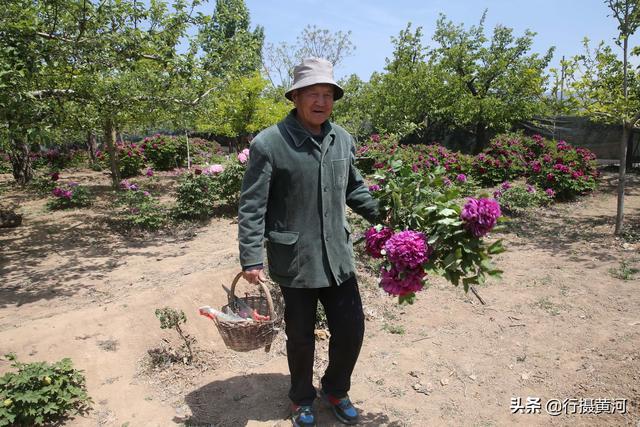 牡丹种植成本_绛县牡丹种植致富_牡丹种植前景