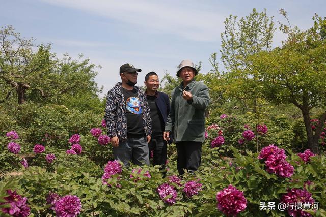 牡丹种植前景_绛县牡丹种植致富_牡丹种植成本