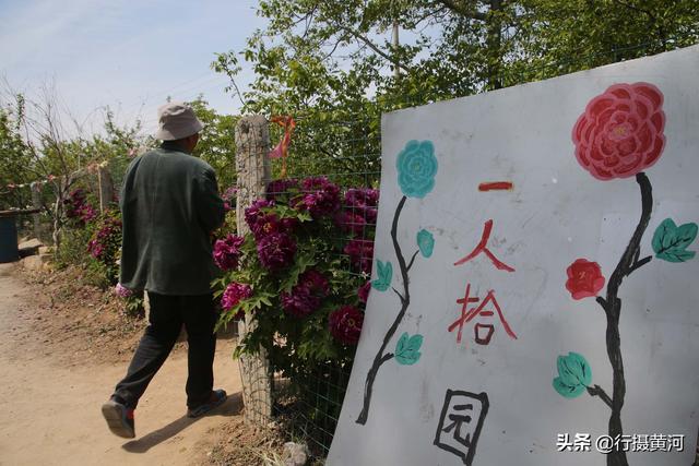 牡丹种植前景_牡丹种植成本_绛县牡丹种植致富