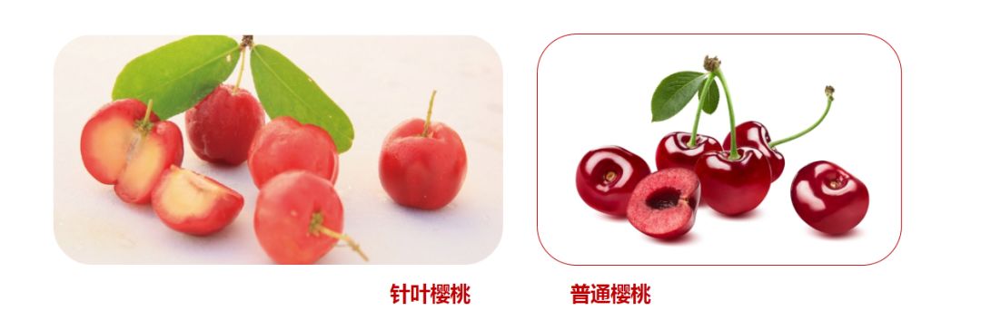樱桃种植条件和区域_樱桃种植专家_CCTV最新樱桃种植品种技术