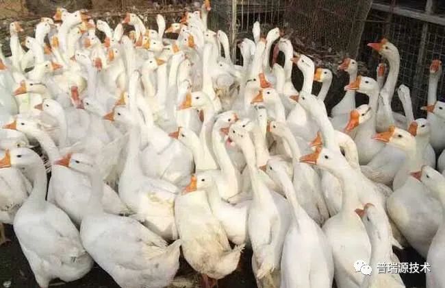 冬季鹅怎么养_冬季养鹅技术视频_冬季养殖肉鹅技术